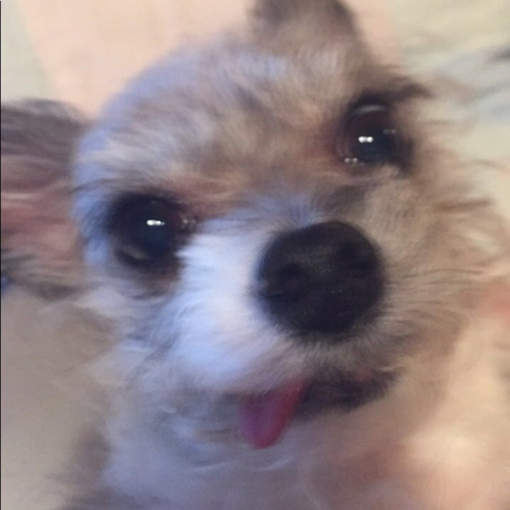 Meet your Posher, Syl